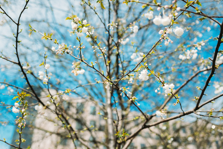 Sunny spring nature with spring flowersの写真素材