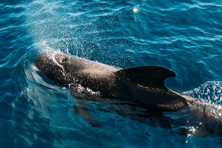 Dolphin jumping outside in the blue oceanの写真素材