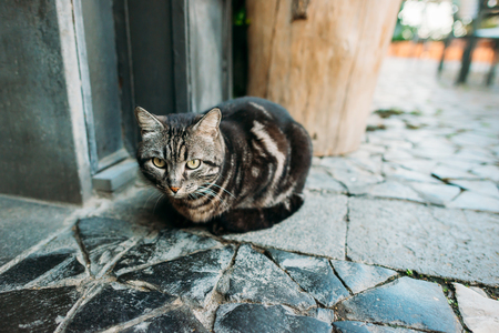Portrait of a beautiful cat on the streetの写真素材