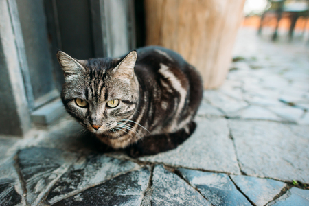 Portrait cat on the streetの写真素材