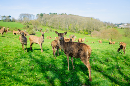 Young deers sitting in the green fieldの写真素材