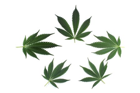 Marijuana ( cannabis ) leaves arranged for background or logo. Isolated on whiteの写真素材
