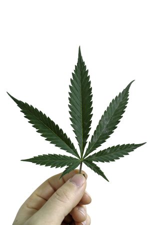 Hand holding marijuana ( cannabis ) covered in powdery mildew disease. Isolated on white backgroundの写真素材