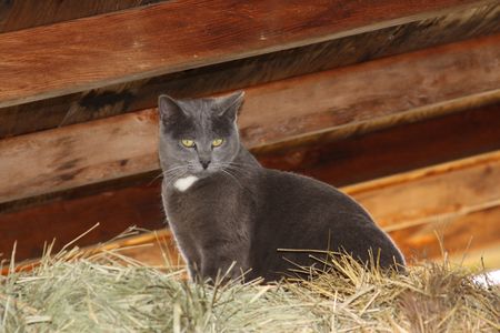 Cat on hay pileの写真素材