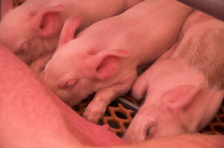  pigs feeding at sow.の写真素材