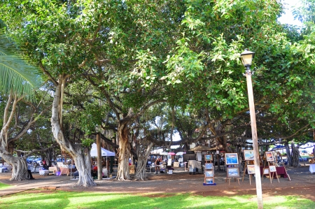 The famous Banyan Tree in the centre of Lahaina, Maui is a single tree covering a city block  Vendors set up their wares to sell items for tourists beneath its branches daily のeditorial素材