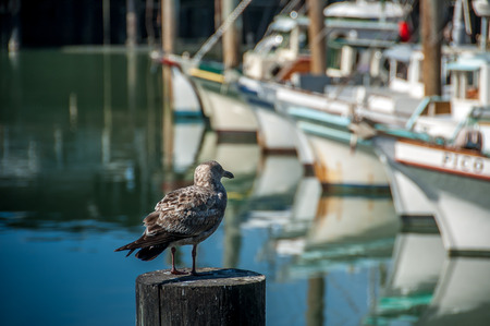 Shoreline along San Francisco looking along piers 39 and Fisherman\\\\\\\\\\\\\\\\の写真素材