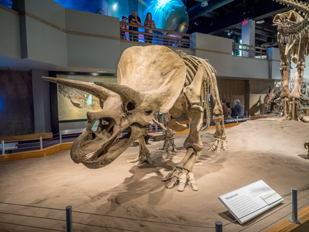Dinosaur fossil exhibit at the V Royal Tyrrell Museum on July 4, 2015 at Drumheller, Alberta. The museum is famous for its palaeontology research and 130,000 fossils.のeditorial素材