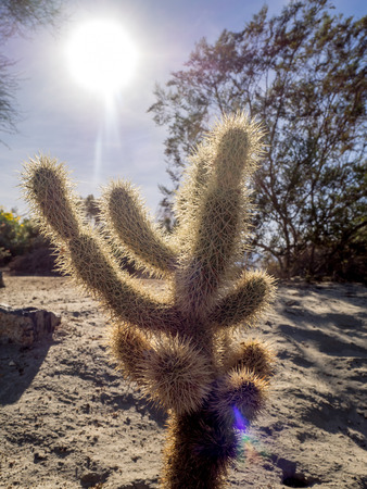 Various cactus varieties from north American locales located in Palm Desert, California.の写真素材