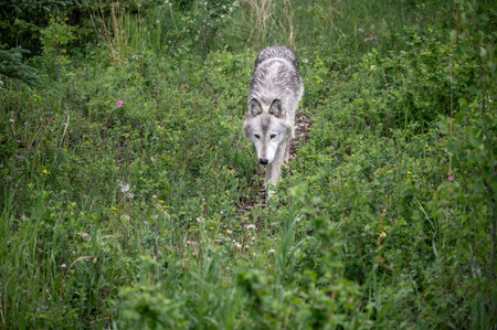 A wolf dog at the Yamnuska wold dog sanctuary in Alberta.の写真素材