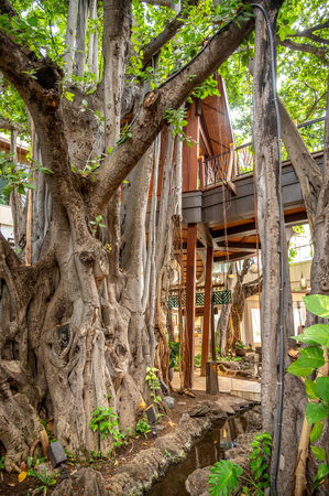 Honolulu, Hawaii - December 31, 2022: The banyan treet at the International Market Place .のeditorial素材