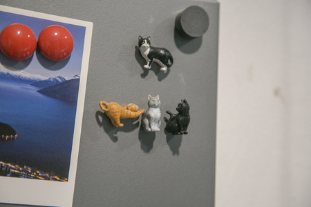 cats magnet on the fridge.の写真素材