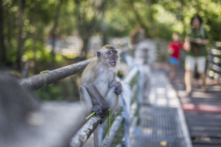 monkey sits on the branchの写真素材