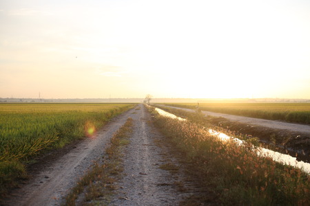 simple paddy fieldの写真素材