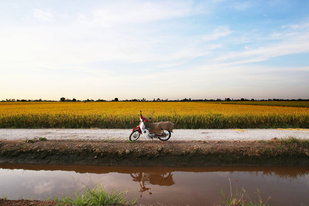 simple paddy fieldの写真素材