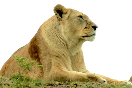 Lioness watching over the pride whilst lying downの写真素材