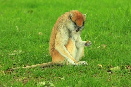 Monkey sitting on the grass looking for foodの写真素材