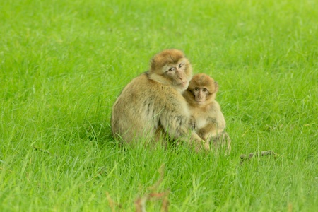 Monkey mother and baby huddle on the grass outsideの写真素材