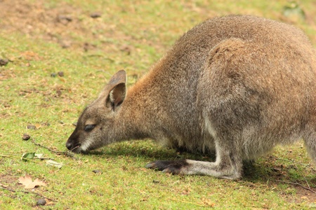 Australian kangaroo trying to find food in the woodland areaの写真素材