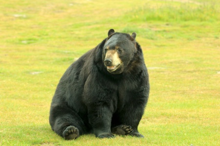 North American bear sitting resting on the grassの写真素材