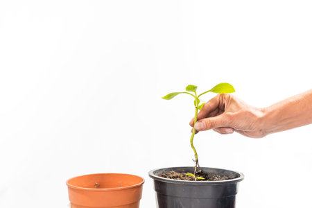 two pots and hand planting in one of them, gardening concept, earth day, space for copying, verticalの写真素材