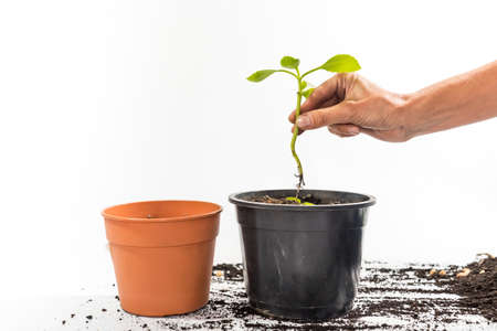 palms of hands making holding soil, gardening concept, earth dayの写真素材
