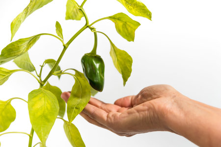 hand receiving a green bell pepper, concept of nutrition, health and wellness
