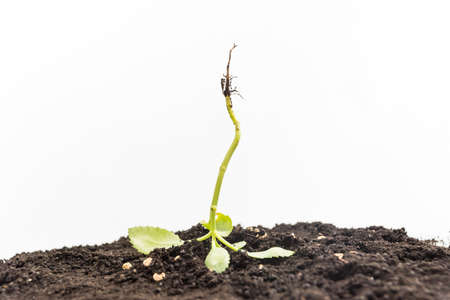 plant root turned upside down, gardening concept, earth day, white backgroundの写真素材