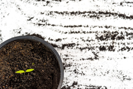 two leafy greens growing in a pot, gardening concept, earth day, copy room