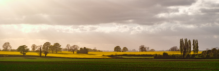 Oil Seed Rape, Burton Leonard, North Yorkshireの写真素材