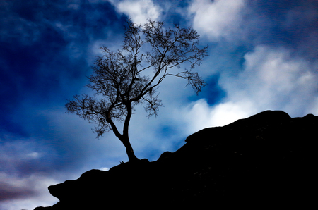 Birch Tree growing out of the rock at Brimham Rocks, North Yorkshireの写真素材