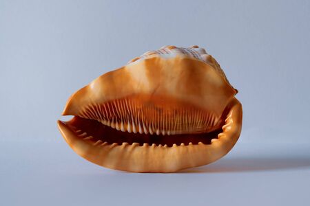 Cypraecassis Rufa L. Bull Mouth Helmet Shell. Pacific Seashellの写真素材