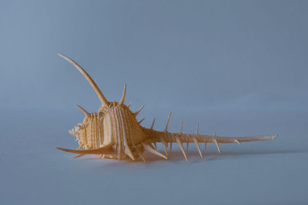 Murex Shell. Muricidae. Venu Comb Murex. Pacific Seashellの写真素材