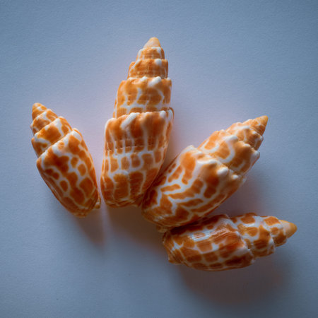 Orange Pontifical Miter Shells, Pacific Seashells