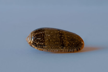 Orange-Mouthed Olive Shell. Olivia Sericea Roding. Pacific Seashell