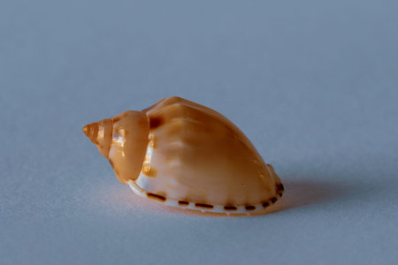 Small Marine Pacific Shell. Seashell