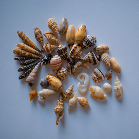 Small Pacific Seashells. Seashell Collection
