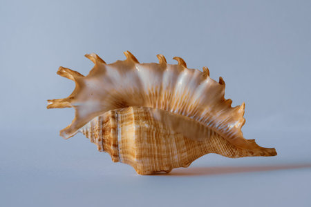 Spider Conch. Lambis Millepeda L. Milleped Spider Conch. Pacific Seashell