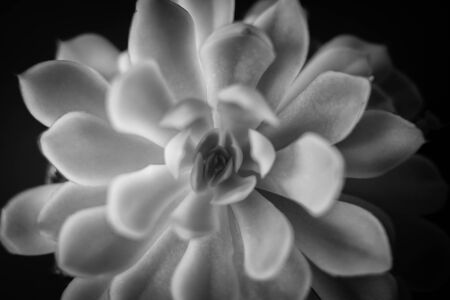 Succulent Plant in Black and White. Close-Up Macroの写真素材