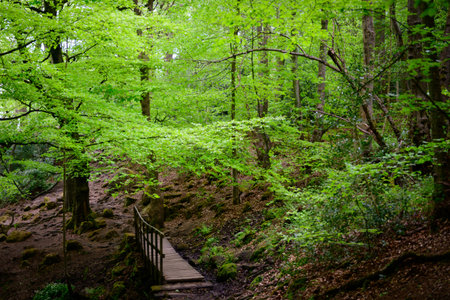 English Beech Woodland with a Wooden Bridgeの写真素材