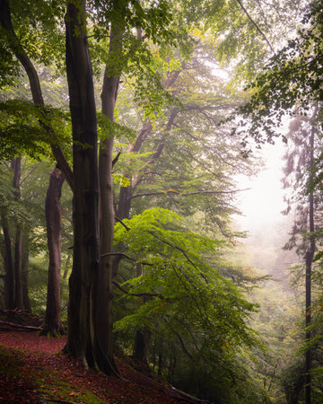 Beech Trees, Nidderdale, North Yorkshire