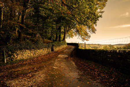 Country Lane in Autumn, Nidderdale, North Yorkshire