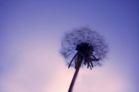 Small flower with great blue sky backgroundの写真素材