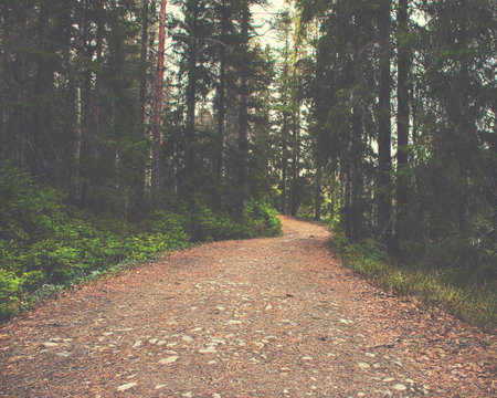 Forest road/pathwalk on a sunny clear day