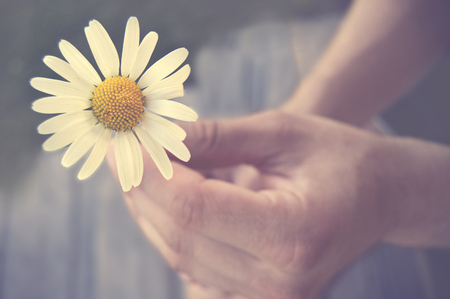 Daisy held by a personの写真素材
