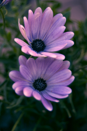 Pink flowers with green backgroundの写真素材