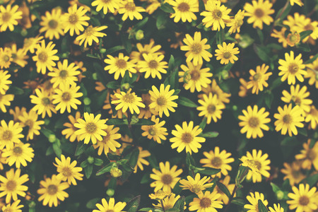 Beautiful yellow summer flowersの写真素材