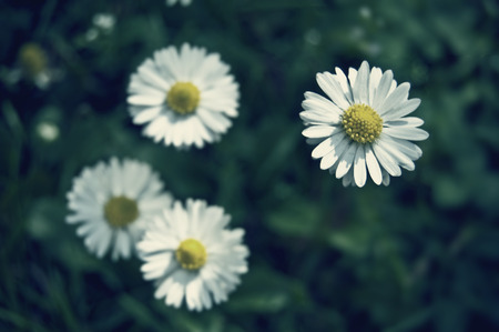 Summer Flowersの写真素材