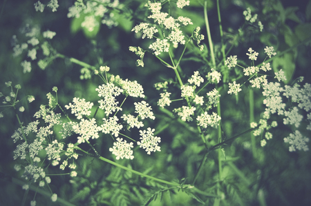 Elder plantsの写真素材