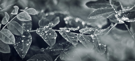 Raindrops on some small leafs/plants/branches. Photo in black and white,